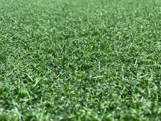 green grass background