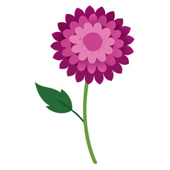 Scabiosa Flower Vector Illustration, Delicate Petals in Full Bloom