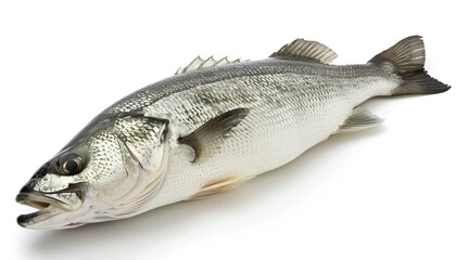 Obraz premium Sea bass fich isolated on white background with clipping path and full depth of field