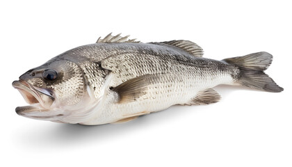Fototapeta premium Sea bass fich isolated on white background with clipping path and full depth of field