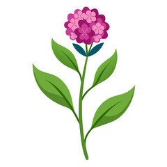 Statice Flower Vector Graphic Delicate Floral Artwork