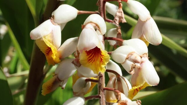 Alpinia zerumbet, commonly known as shell ginger  is a perennial species  native to East Asia