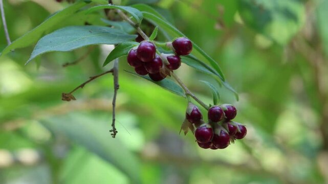 Cestrum elegans, the purple cestrum, red cestrum, or bastard jasmine