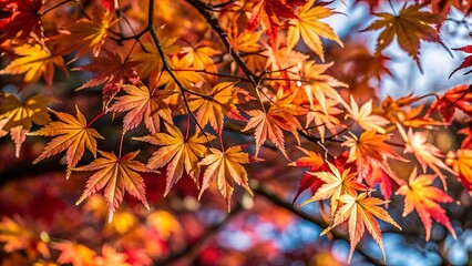 leaves on a Japanese maple tree in autumn
