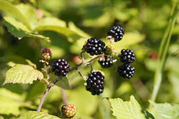 Ripe and unripe blackberries (Rubus sectio Rubus) Rosaceae family, on thorny bushes. Hanover,...