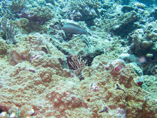 Whitemouth Moray Eel