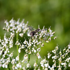A black and white hoverfly is delicately feeding on a white flower during a summer day in Norway. The serene scene captures the intricate details of the insect amidst the lush, vibrant nature.