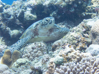 Green Sea Turtle