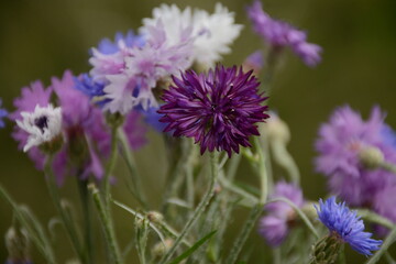 Field bouquet of cornflowers of different colors