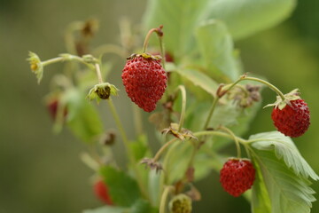 Wild strawberry fruits on a branch on a blurred background