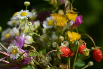 Forest bouquet of chamomile, chamaenerion flowers, dandelions and wild strawberries