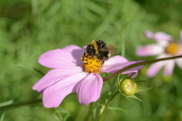 Obraz premium A bumblebee sits on a pink cosmos flower in a summer garden