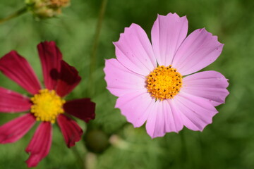 Obraz premium Pink and red cosmos flowers in the garden
