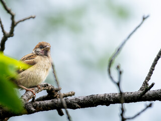 枝にとまるスズメ
