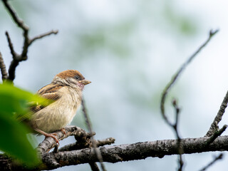枝にとまるスズメ