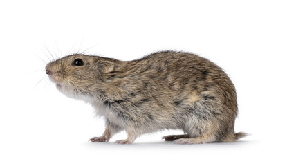 Young Steppe vole aka Lagarus Lagarus, standing side ways. Looking side ways away from camera. Isolated on a white background.