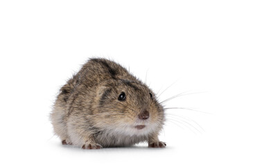 Young Steppe vole aka Lagarus Lagarus, standing diagonal. Looking straight ahead beside camera. Isolated on a white background.