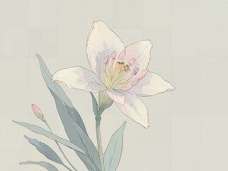 Elegant White Lily Bloom Pastel Lily Flower in Full Bloom Gorgeous White Lily