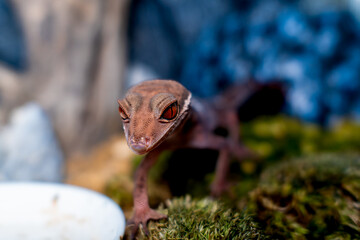 ハイナントカゲモドキ・ヤモリのマクロ