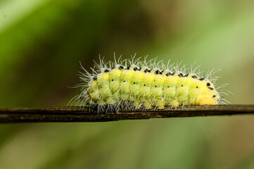 Raupe eines Widderchen (Zygaenidae)