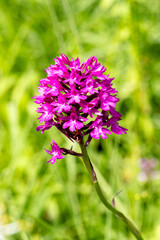 Pyramiden-Hundswurz (Anacamptis pyramidalis) auf einer Wiese