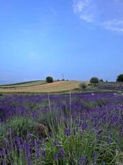 lavender field in region