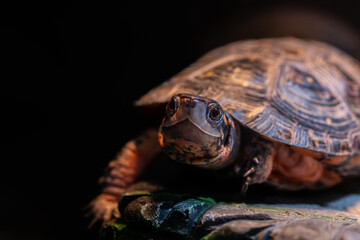 キボシイシガメのアップ