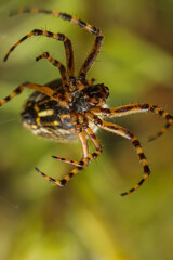 spider, web, nature