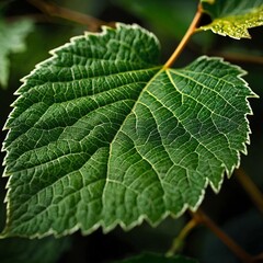 Fototapeta premium The Mystery of Leaf Beauty