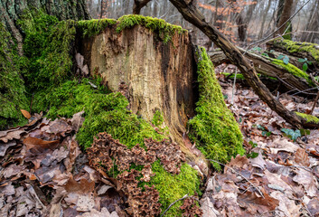 Landschaft und Waldgebiet in Berlin K&ouml;penick, Berlin, Deutschland