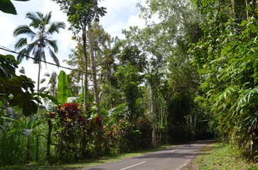 Tropical jungle full of tall trees and green, sky, tropical plants