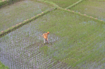 Rice fields worker