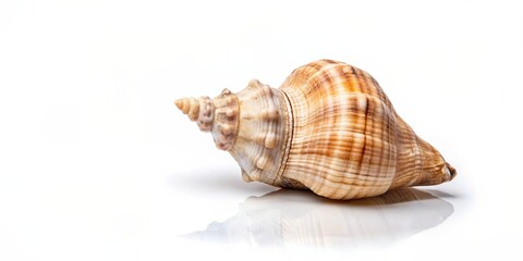 Obraz premium Empty open seashell on white background rendering, seashell, empty, open, shell, ocean, beach, marine, underwater