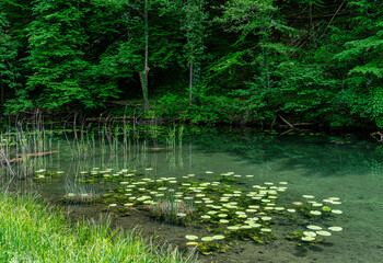 kleiner Teich ,  Bad Reichenhall, Bayern, Deutschland