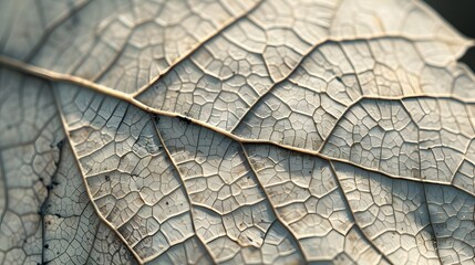 Obraz premium Intricate close-up of leaf veins, adding a natural and detailed pattern for a variety of uses. 