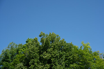 A tree with green leaves is in the middle of a blue sky
