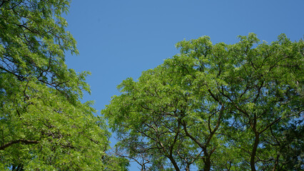 The sky is blue and the trees are green