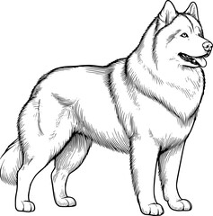 Dog isolated on white