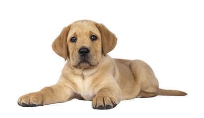 Adorable 7 weeks old Labrador dog puppy, laying down. Head up, looking towards camera. Isolated...
