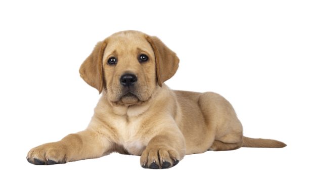 Adorable 7 weeks old Labrador dog puppy, laying down. Head up, looking towards camera. Isolated cutout on a transparent background.