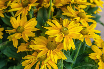 floral background of flowering rudbeckia laciniata in the garden close up