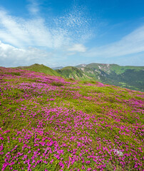 Obraz premium Blossoming slopes (rhododendron flowers ) of Carpathian mountains.