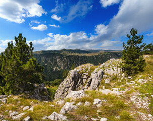 Summer Tara Canyon in mountain Durmitor National Park, Montenegro