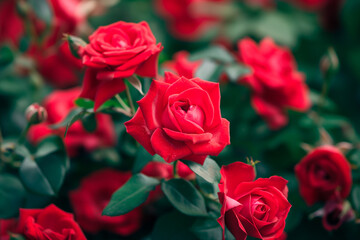 beautiful red rose flower in full frame background