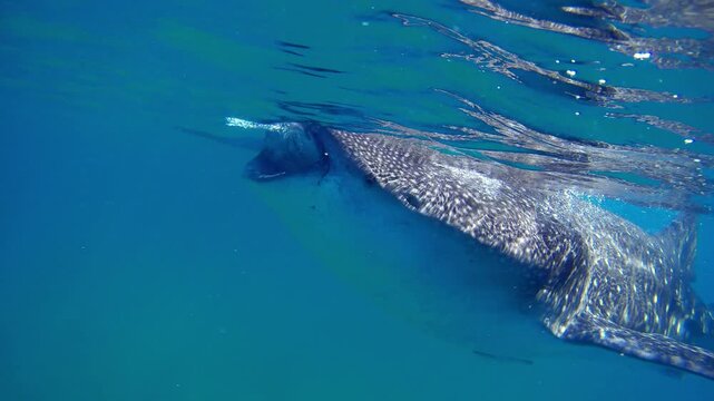Majestic whale shark gracefully swims in blue water, flaunting its enormous body as it glides past the camera
