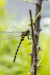 オニヤンマのオス -Golden-ringed dragonfly-	