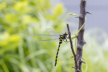 オニヤンマのオス -Golden-ringed dragonfly-	