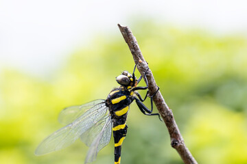 オニヤンマのオス -Golden-ringed dragonfly-	