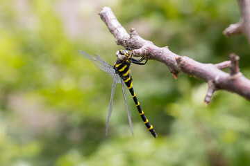 オニヤンマのオス -Golden-ringed dragonfly-	