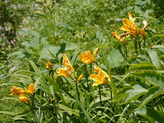 北アルプスの名峰「槍ヶ岳」